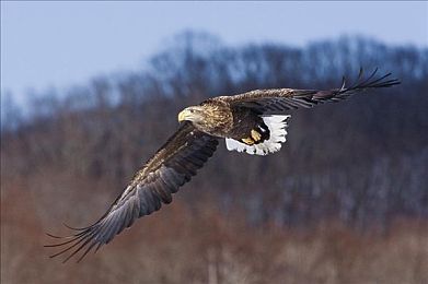 男的女的差差差app：极速差异赛道挑战，打破刻板定义你的驾驶风格