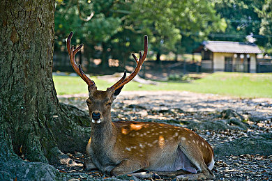撕开奶罩揉吮奶头玩大胸:机械解构与性能重塑,数字车库中的空气动力学诗篇-2