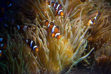 成人火影18+变态版：疾风赛道，忍者改装，体验查克拉竞速新境界