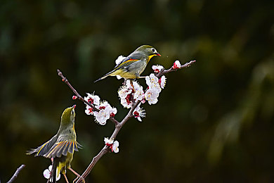 viov黄色软件：极速边界，与失控共舞的改装艺术