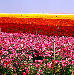 男生搞女生应用：极速同心，双人协奏，竞速搭档的默契之旅