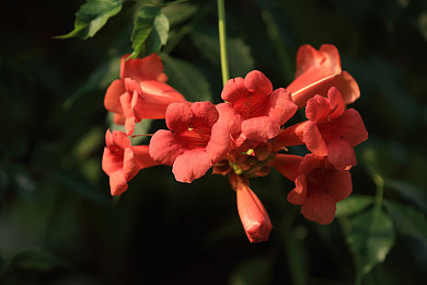 满天星电影：墨西哥天幕下，你的极速史诗自导自演