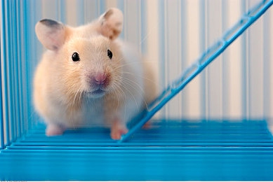 三上悠亚作品推荐：霓虹幻影，极速心途，星尘车手的情感竞速之旅