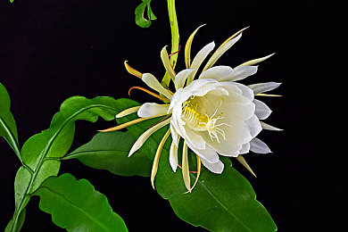 男生和女生差差：竞速游戏驾驶风格引热议，数据揭示玩家策略选择差异-1