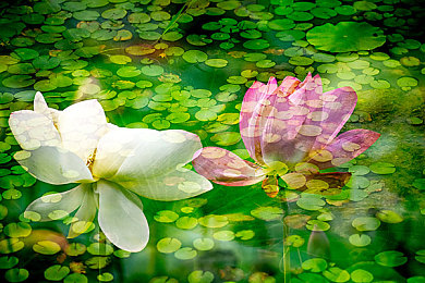 中国业余自由成熟的原因探讨方法：探索虚拟公路，从新手到高手的自由驾驶成长之旅