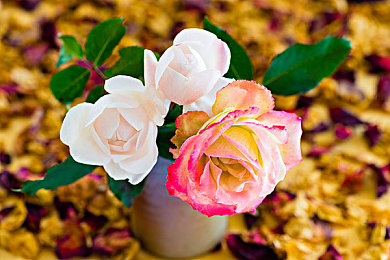 男生和女生在一起差差的app下载：极速搭档，男女车手差异互补共闯赛道