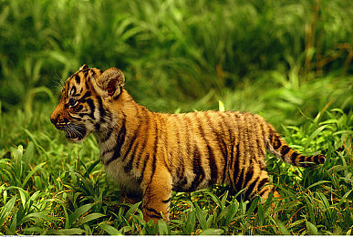 《潘甜甜三部曲》：记忆回响之路，引擎低语的人生旅程