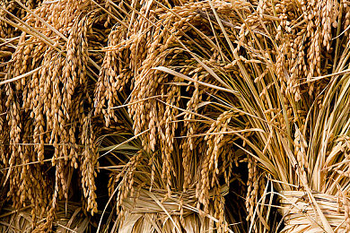 国产乱伦电影：家族暗战，权力漩涡中的生存与背叛策略游戏