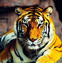 吃瓜不打烊-八卦爆料：极速暗影，街头资本与午夜真相的竞速迷局