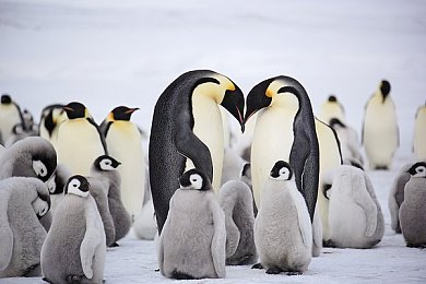 欧美free性：驰骋无界，墨西哥画卷中的速度诗篇