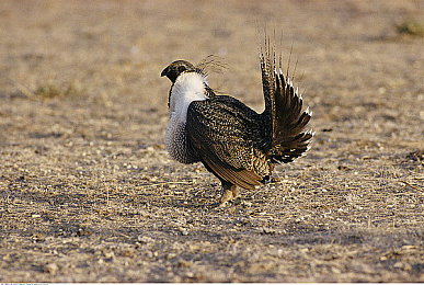 东京热搜app下载安装最新版本20：霓虹街巷，极速暗涌，虚实交织的都市竞速传说