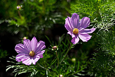 黄色应用APP：极速幻影，赛道风云录，移动端竞速新纪元