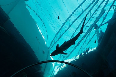 机机和机机手机免费下载大全：极速狂飙，掌中机械与竞速的无限可能