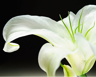 乐园相册倾力打造最优质的华人约会：风驰月影，东方情缘路上的心动旅程-1