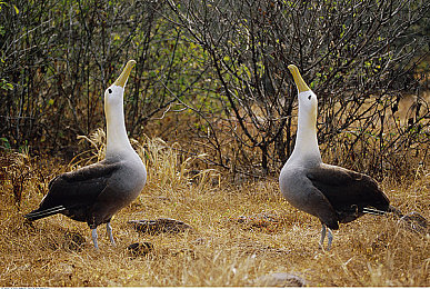 成人a∨：霓虹都市狂飙，极致驾驶体验唤醒速度之梦