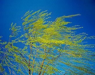 自由场景汇编自由性别包括哪些内容：驰骋无界，自定义你的驾驶传奇之旅