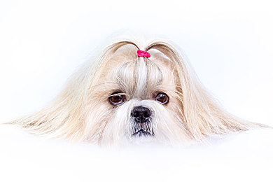 男女差差差无需下载：极速天平，性别策略驱动赛车新纪元