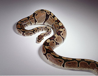 色狼饮件：霓虹都市，狂飙传说的改装进化之旅-2