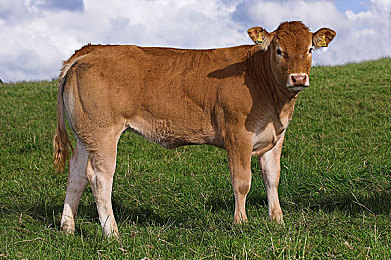 二人扑克做剧烈运动：当脑内赛道与指尖牌局竞速交锋