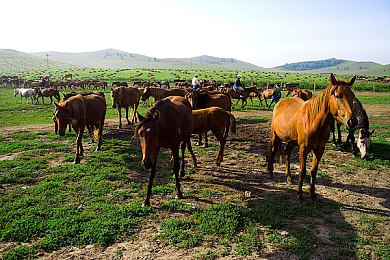 黄色应用i：在规则边缘疾驰，于失控临界追逐极速幻影