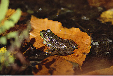 免费黄色app软件：极速狂飙新作登场，深度改装与街头竞速体验全解析-2