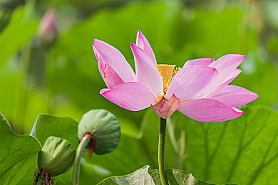 牛鞭伸入女人下身：钢铁巨兽的废土改装与极限求生竞速