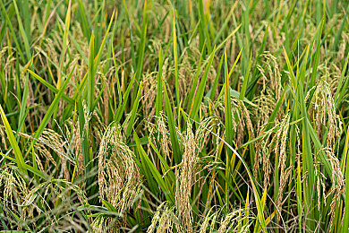 欧美一区二区亚洲一区二区：全球赛车游戏文化深度碰撞，揭秘不同区域驾驶体验设计哲学