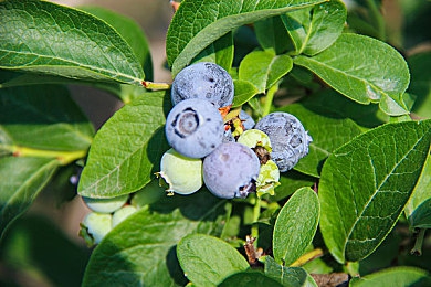 软件下载3.0.3免费华为版破解版：华为设备解锁地平线全车辆，移动端赛车游戏体验迎来新突破