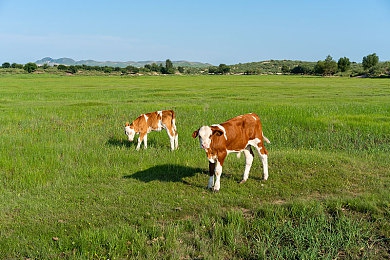 17吃瓜爆料大事件：极限竞速地平线5隐藏剧情与车辆数据意外泄露