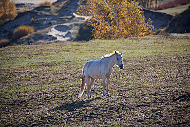 男女高级软件：竞速新作颠覆传统，动态神经适配系统引发驾驶革命