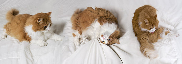 亚日韩一区二区：驰骋东方赛道，体验多元竞速文化之旅