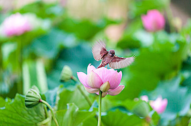 囯产棈品久久久久久久久久久久角：经典国产车驶入开放世界，驾驶体验游戏引爆玩家情怀