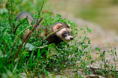 国产AⅤ网：华夏竞速风云，驰骋数字工业梦想之旅-2