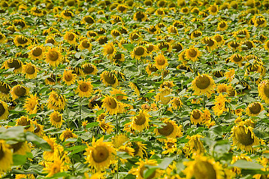 男生和女生一起羞羞的APP：双人方向盘，默契心跳大冒险，我们的协作之旅