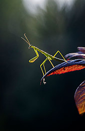 八重神子和丘丘人繁殖后代的网站：玩家创意无限，原神同人文化揭示游戏深度魅力