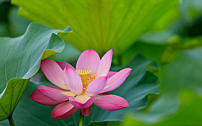 海角国精产品一区二区：极速征程，从海岸线到风暴之巅的赛车传说