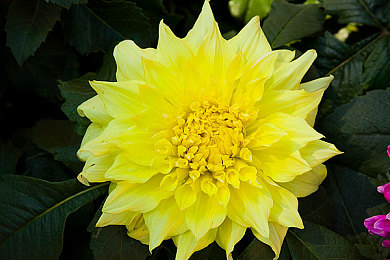 黄色网战 APP：极速狂飙，未来都市赛道上的实时竞速对决