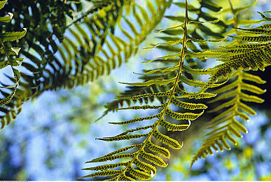 八重神子被丘丘人打败后繁衍后代电视剧：玩家脑洞碰撞开放世界，荒诞迷因引发角色攻略新思考