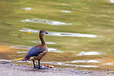 东京热app下载免费：霓虹夜幕，街头极速，改装狂飙，都市追缉传奇-1