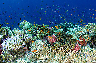 99热只有这里：霓虹胎痕，灼速追缉，街头传奇在此诞生