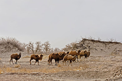 黄色大全下载OPPO:极速黄潮来袭,沉浸驾驶新体验,视觉革新与操作手感全面突破-2