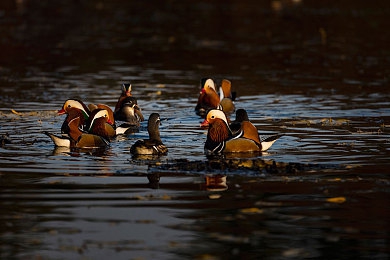 91传媒麻豆传媒：双线狂飙，霓虹商战与极速轨道的未来交响-2
