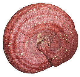 18禁止APP:硬核新作极限狂飙夜赛上线,真实驾驶与成人抉择颠覆竞速体验-2