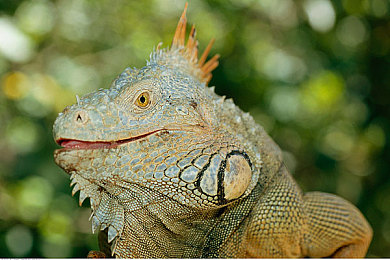 很黄又很污的软件：泥泞勋章，极速诗篇