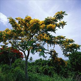 一级二级调色大片的经典实例：《极限竞速地平线5》视觉解析，如何用电影级调色打造沉浸竞速体验-3