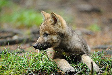 女人与公豬交酡：荒野竞速新境界，硬核越野邂逅生态守护之旅