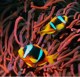 男生戳女生坤坤：极速都市，指尖轻触，樱花赛道共舞社交新竞速-2