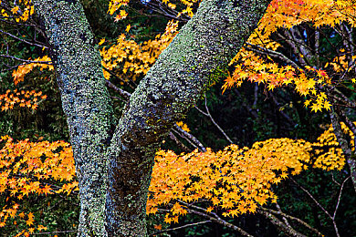 水蜜桃网站：暗网竞速新作今日上线，匿名赛车手的生存法则揭秘-2
