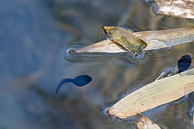 国产超级Av：极速飞驰，中国超跑在数字赛道书写新传奇