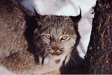 手机福利视频导航：地平线5视觉盛宴解锁指南，捕捉墨西哥绝景时刻-2